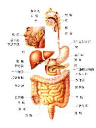 消化道