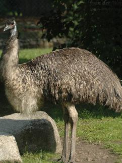 鸸鹋 - 搜狗百科