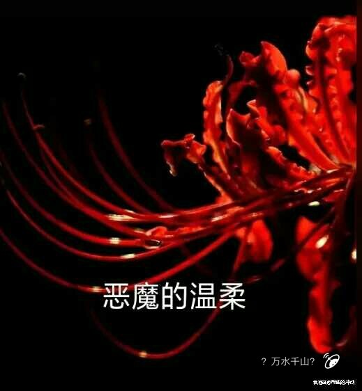 彼岸花 