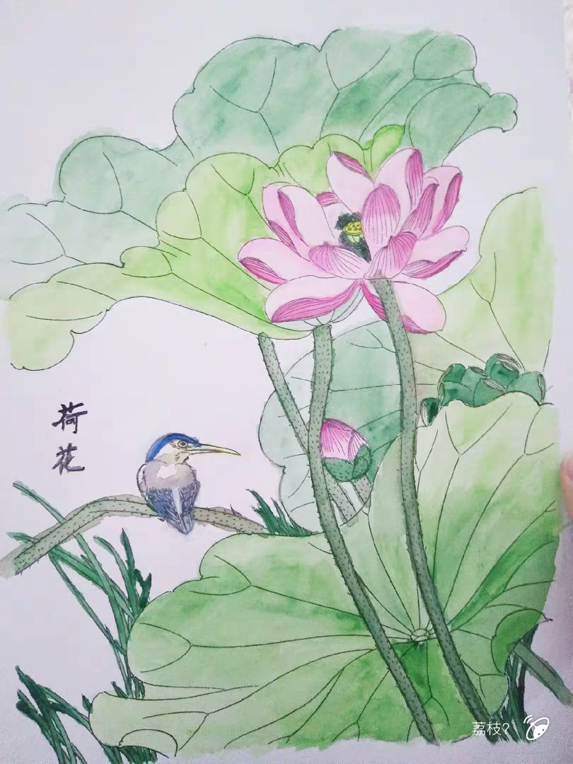 荷花 绘画 波洞星球boodo