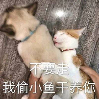 不要走,我偷小鱼干养你啊.有点超速,小心警察啊