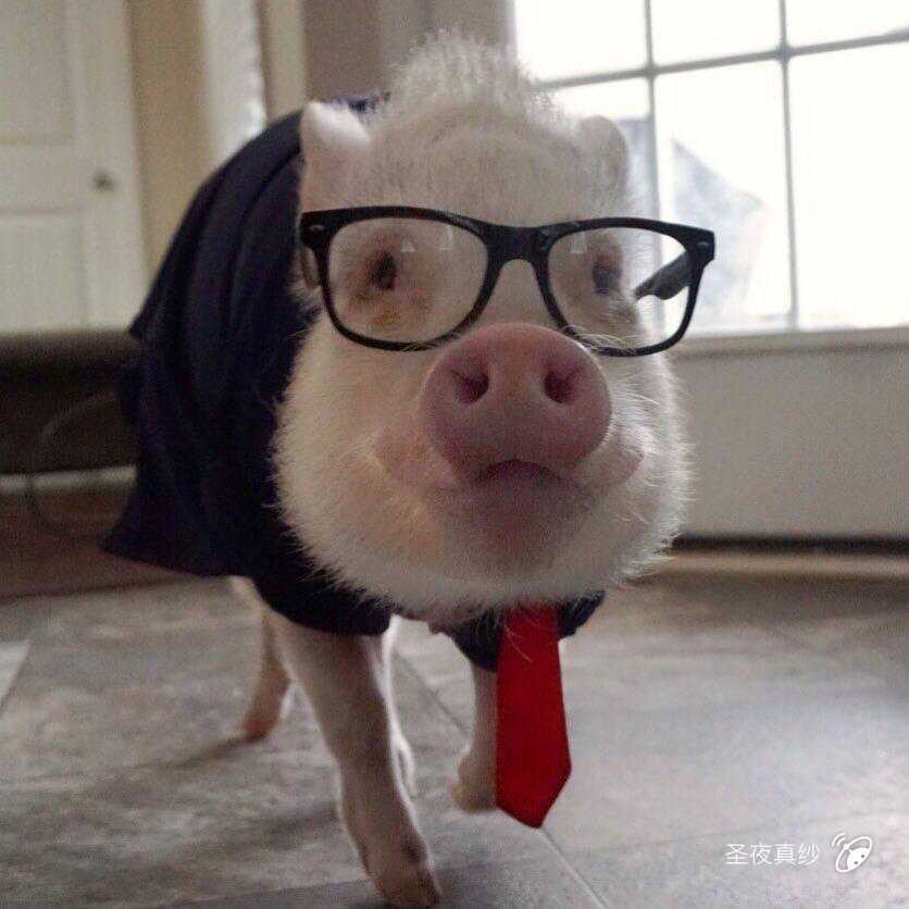 这个戴眼镜的小猪猪很像我呀