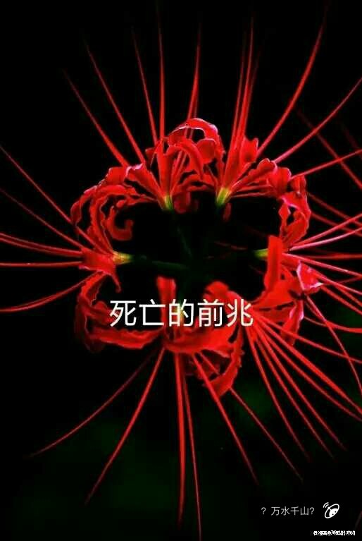 彼岸花 