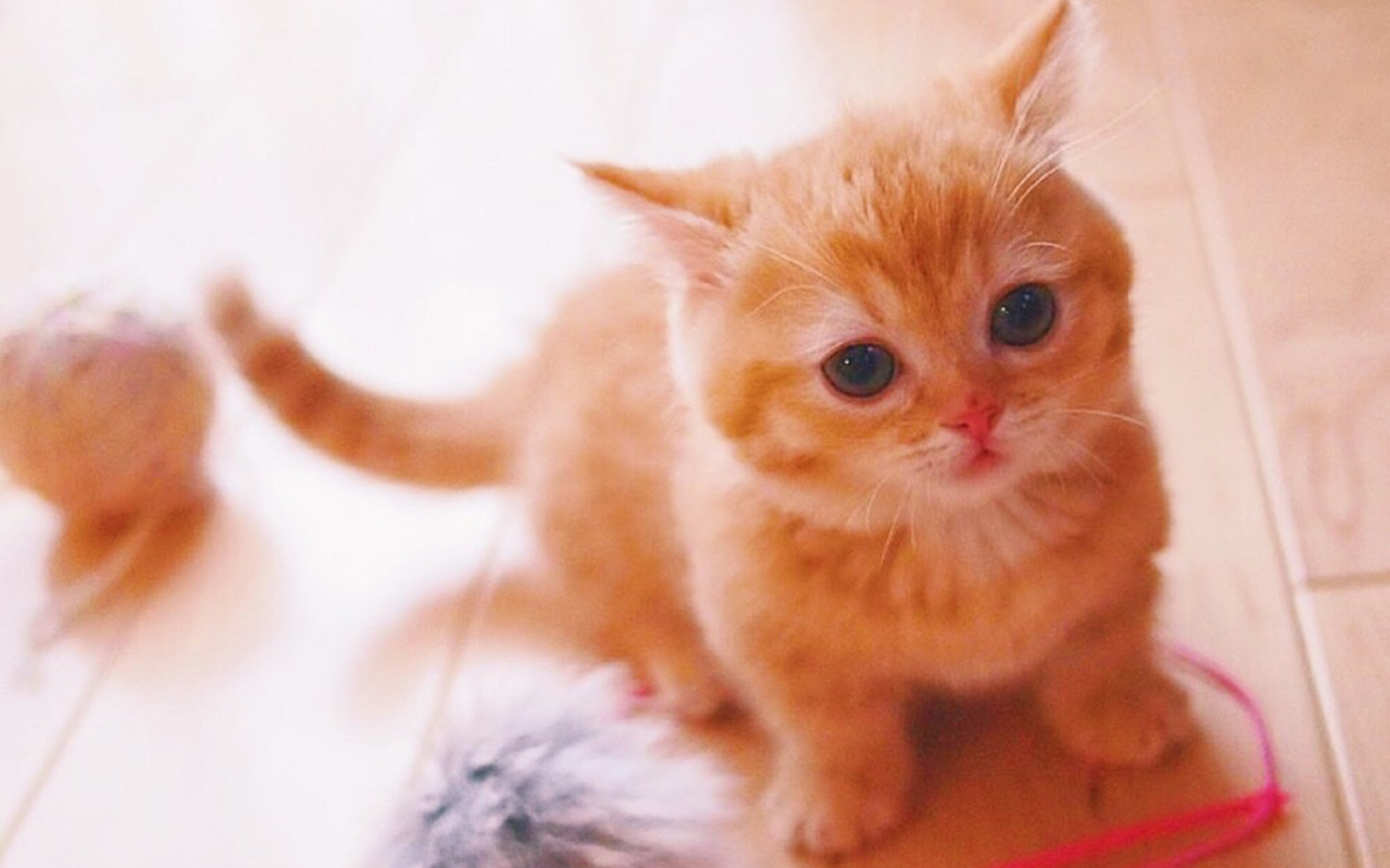 可爱的小奶猫高清手机壁纸