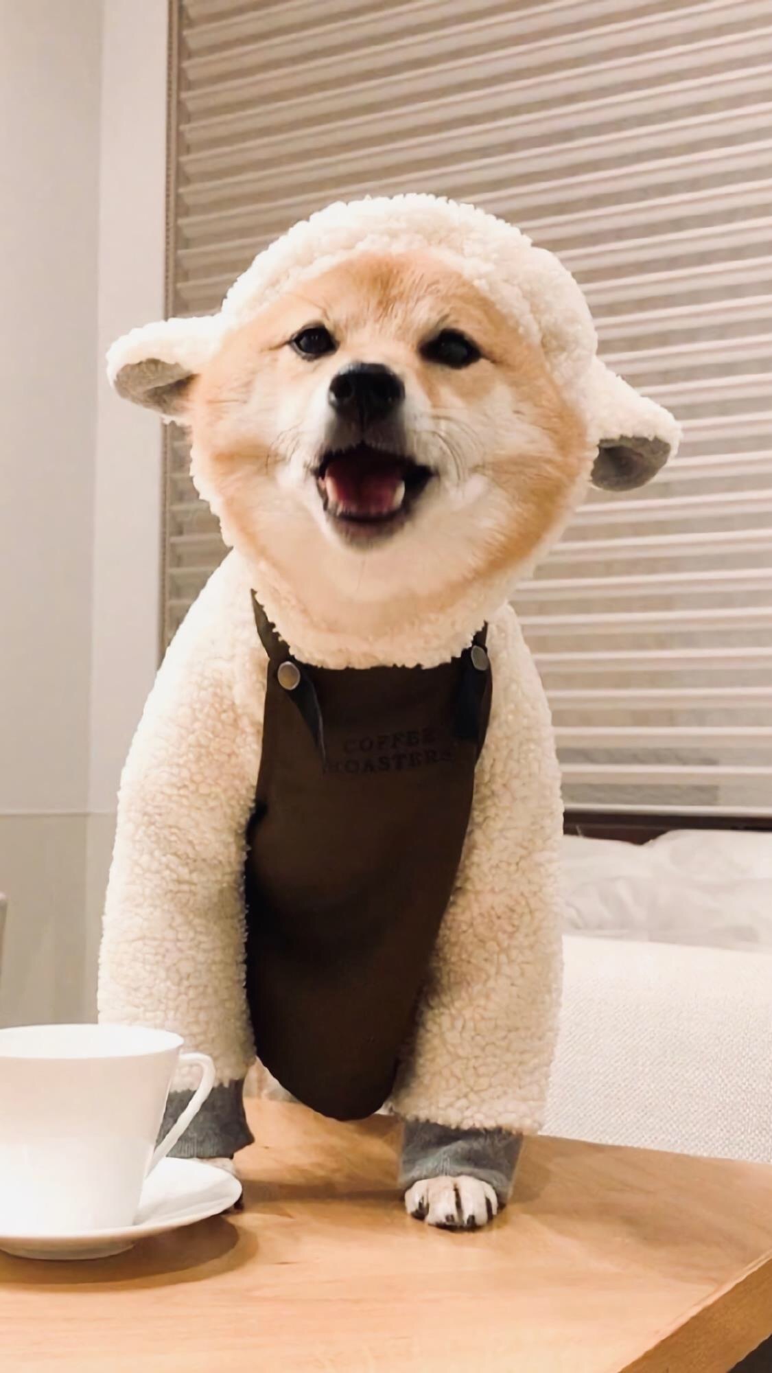 蠢萌可爱柴犬手机壁纸