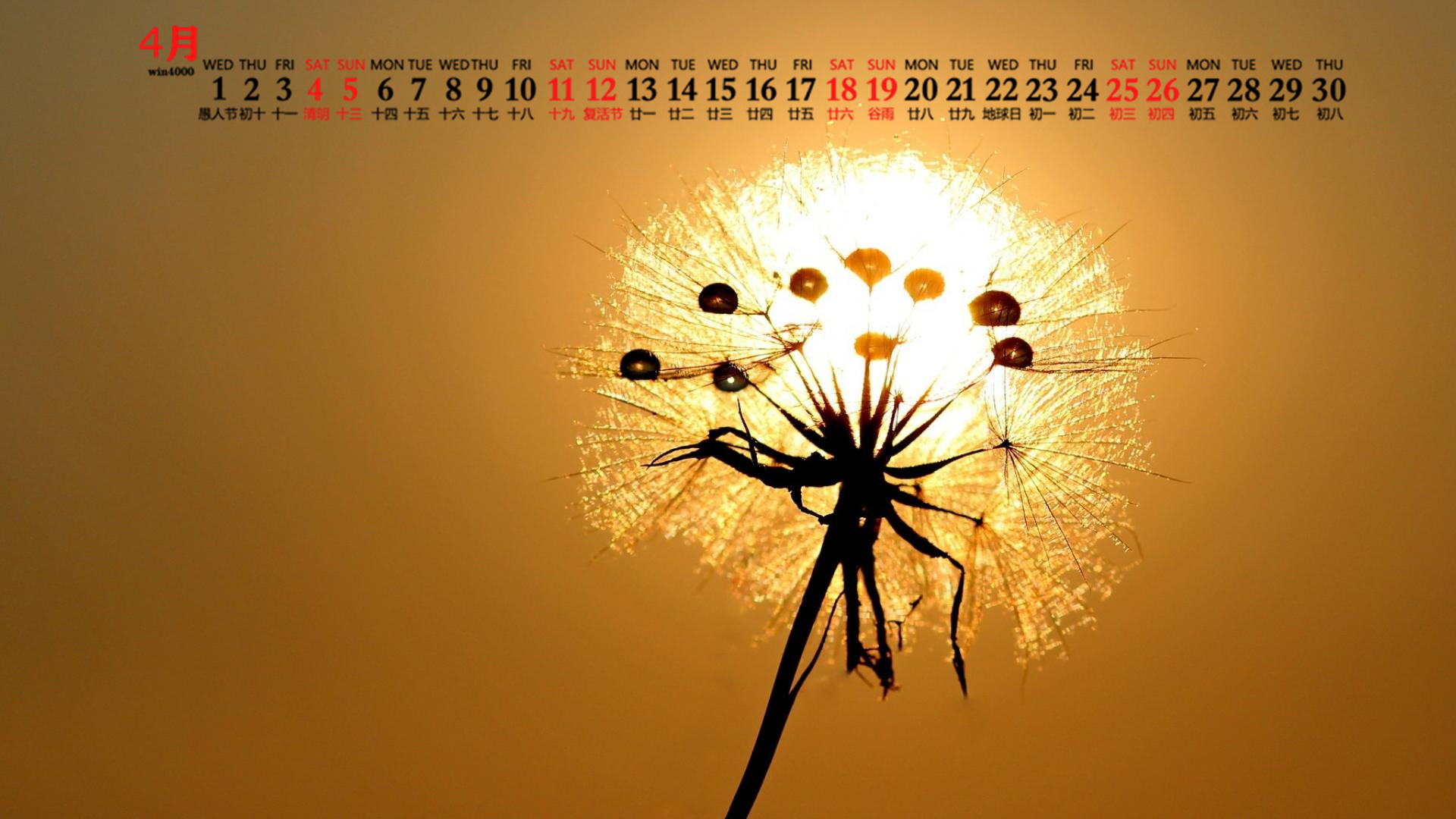 2020年4月唯美蒲公英图片日历壁纸