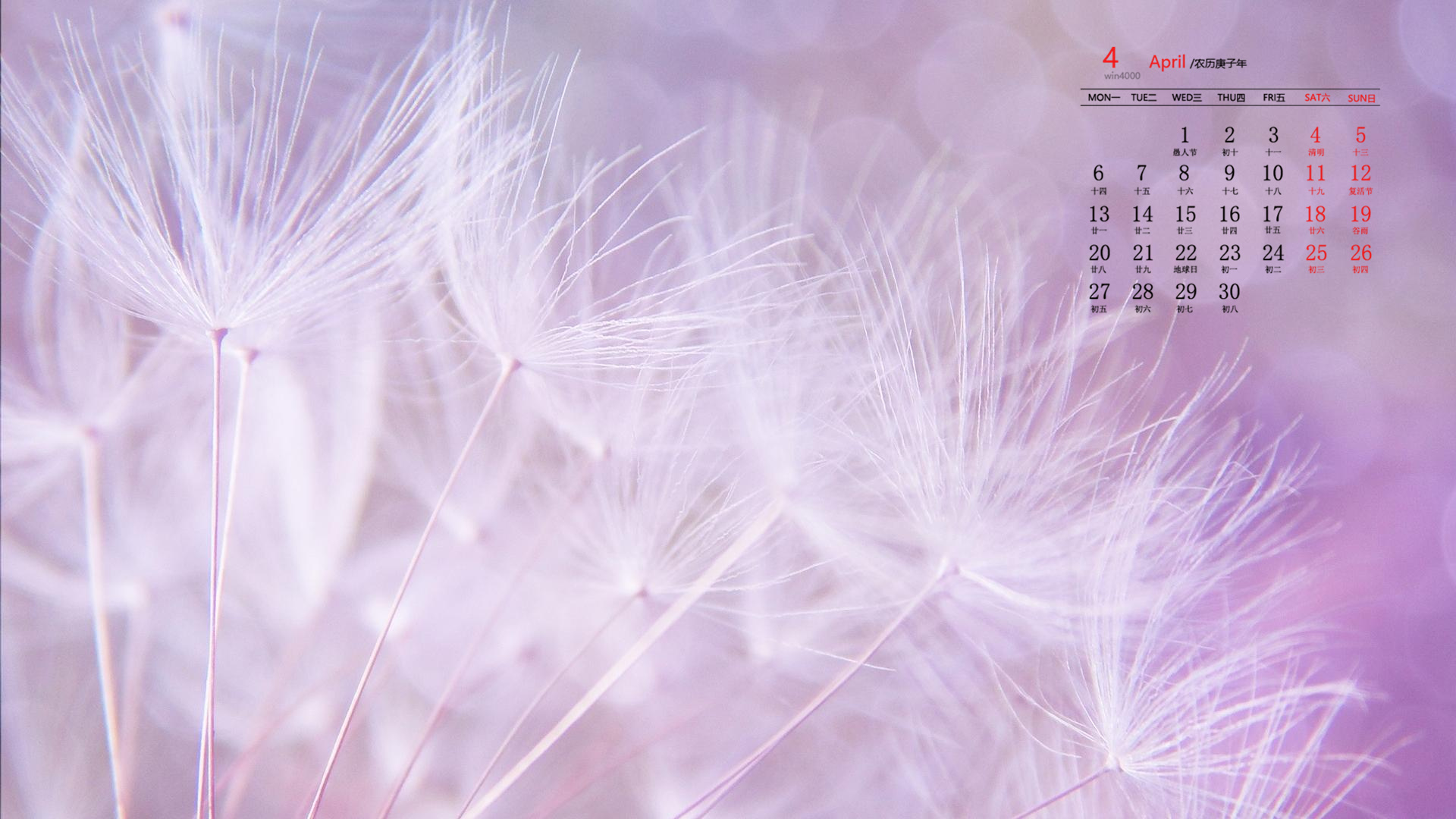 2020年4月唯美蒲公英图片日历壁纸