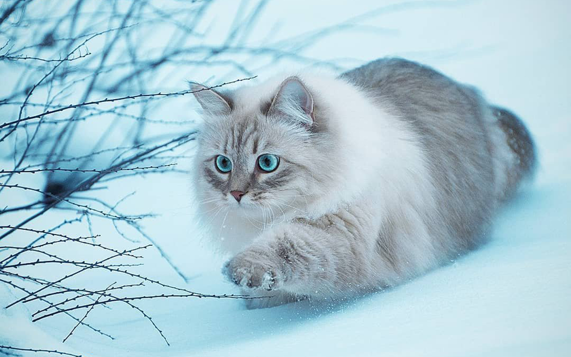 雪地上的猫咪高清桌面壁纸