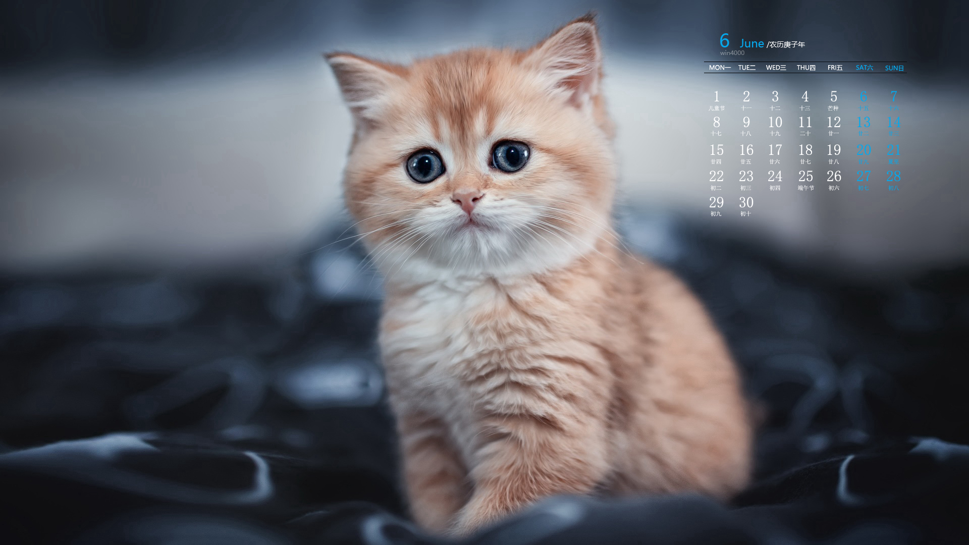 2020年6月可爱软萌猫咪日历壁纸