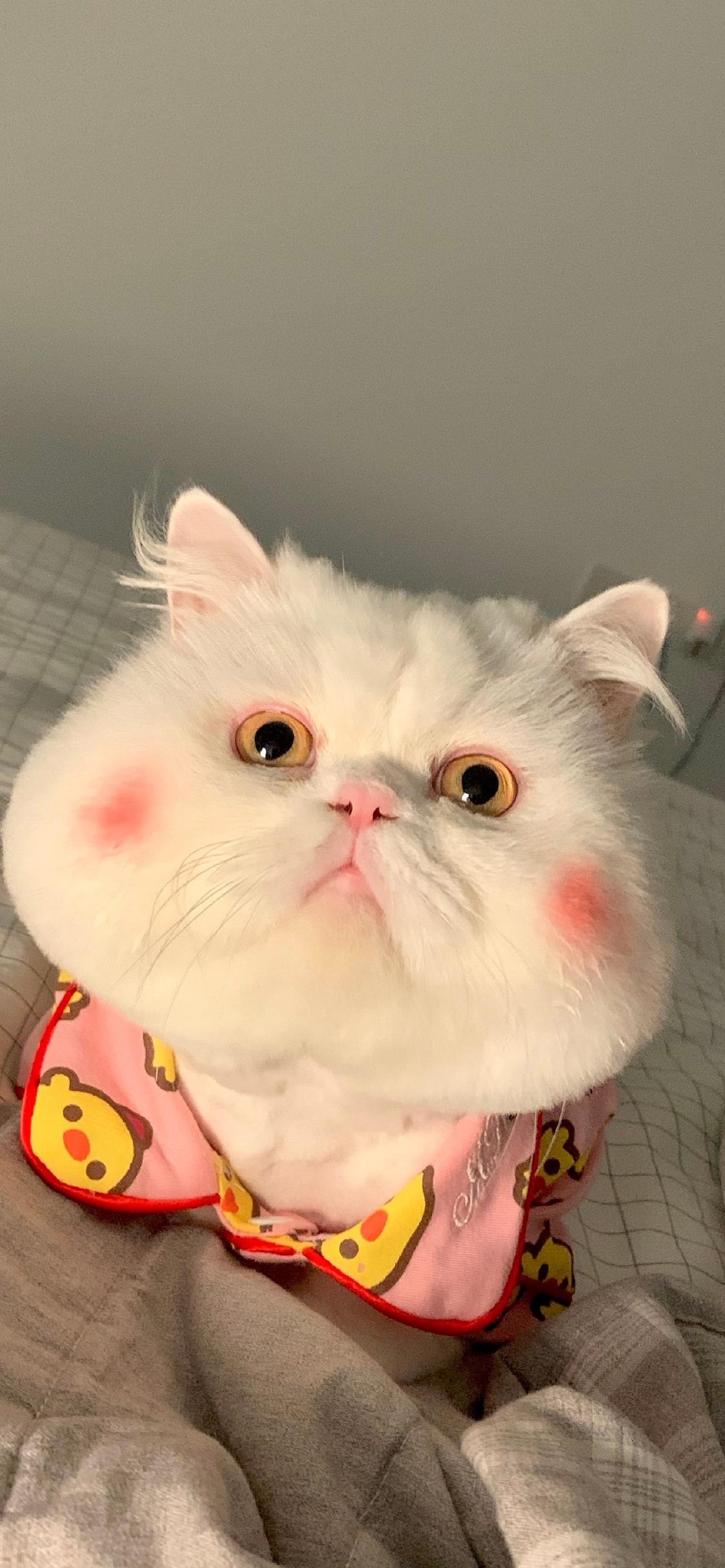 ȳ˿ɰֻֽ