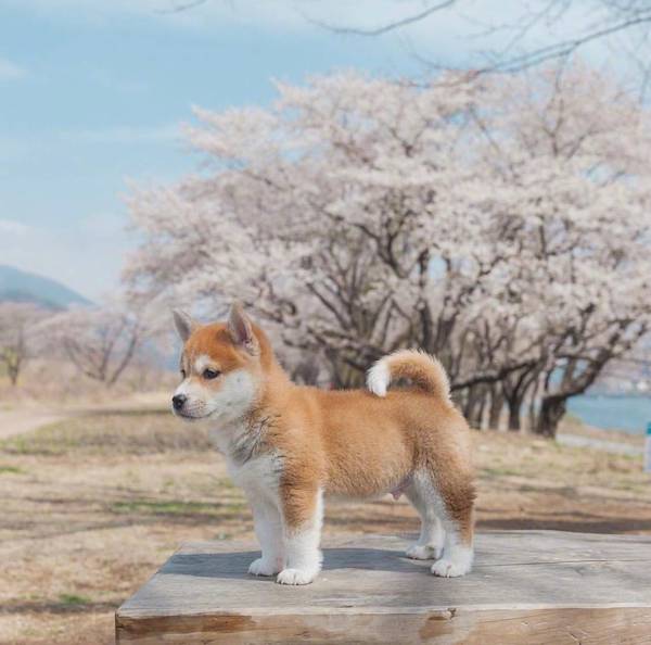狗狗图片:柴犬