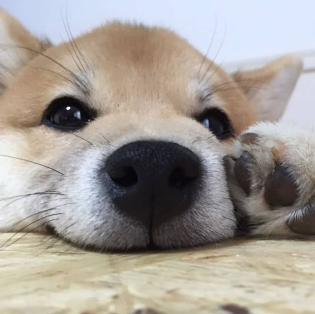 狗狗图片:柴犬
