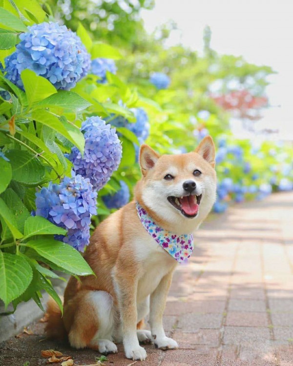狗狗图片:柴犬