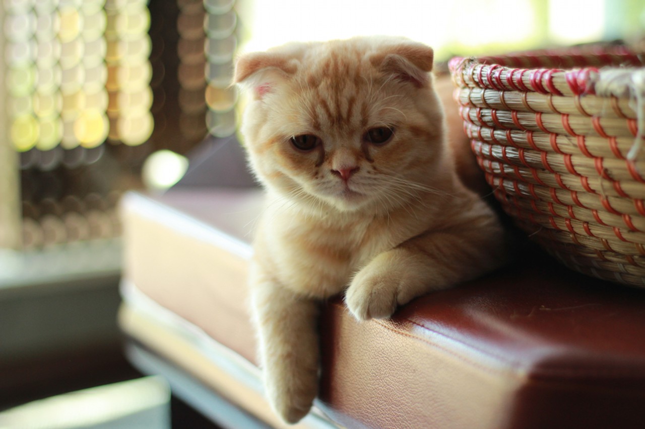 折耳猫