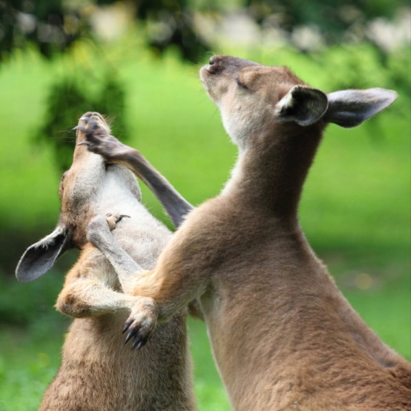 老编带团游|你说啥？土澳很土？看拳！