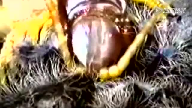狂野动物世界之旅史上最强昆虫实拍巨人蜈蚣轻松捕杀狼蛛