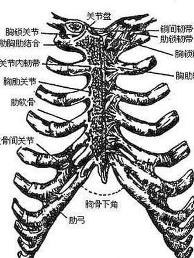 肋软骨炎示意图图片