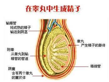 什么是隐睾图片