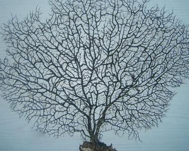 海铁树辟邪图片