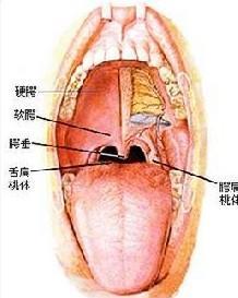 嗓子两边扁桃体像蜂窝图片