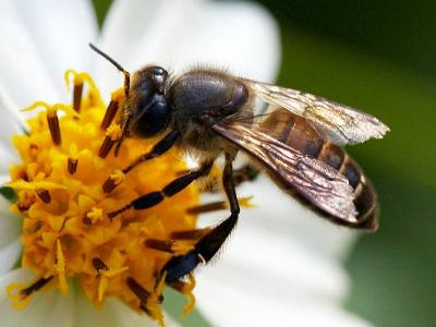 蜜蜂