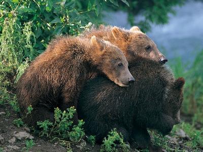 大兴安岭野生动物