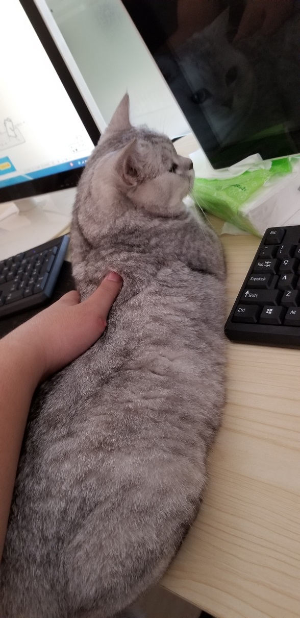 【随拍】猫哥少见的温驯