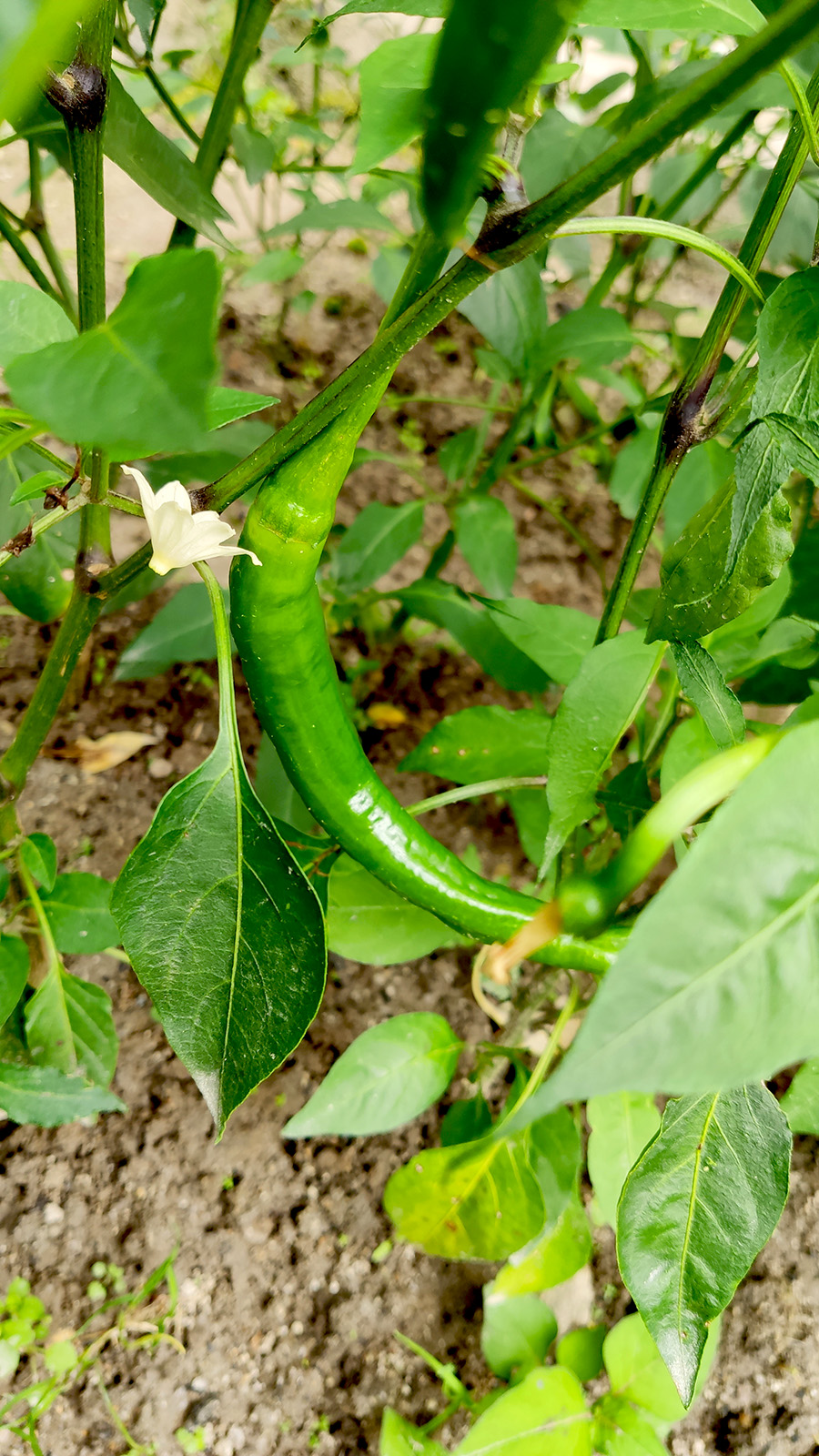 有照片随拍辣椒