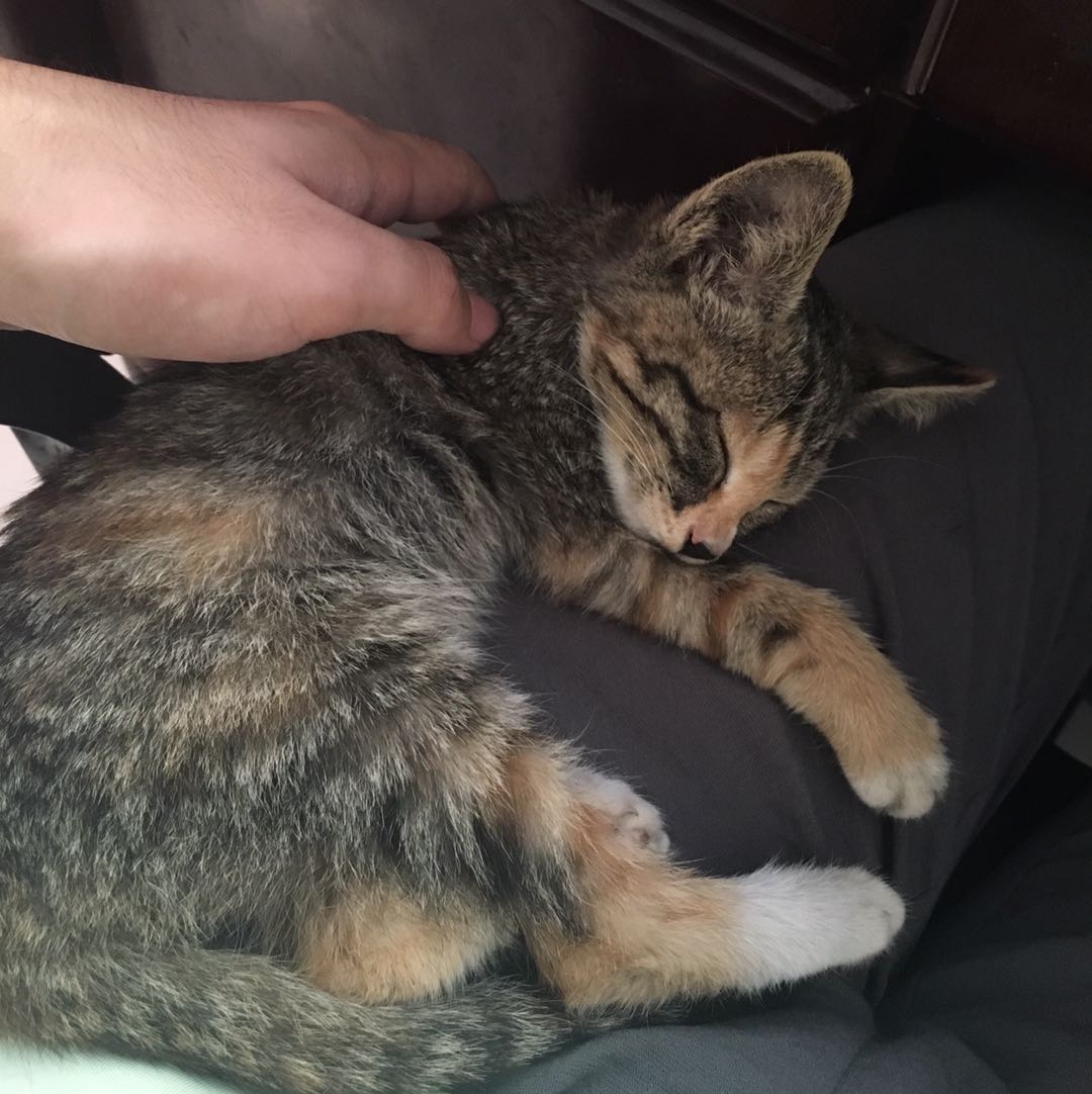 【随拍】吸猫 -