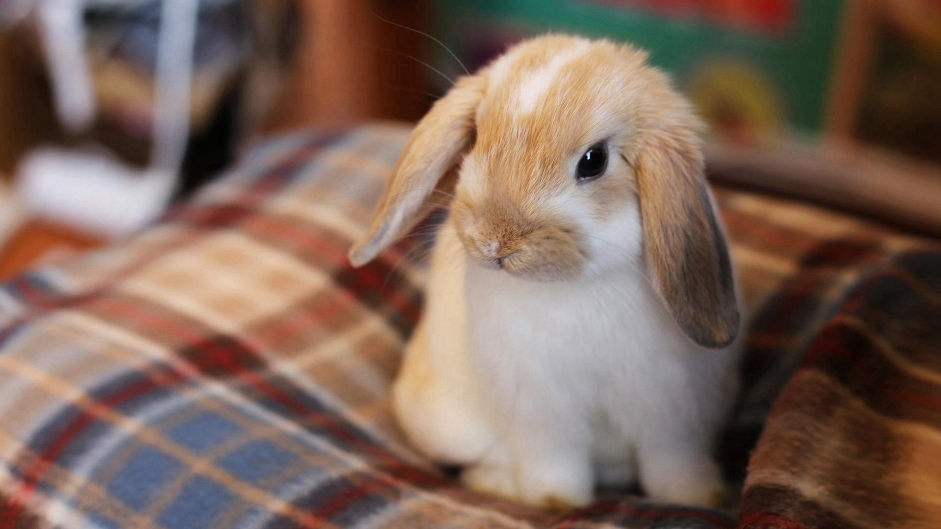 可爱呆萌的兔子高清桌面壁纸