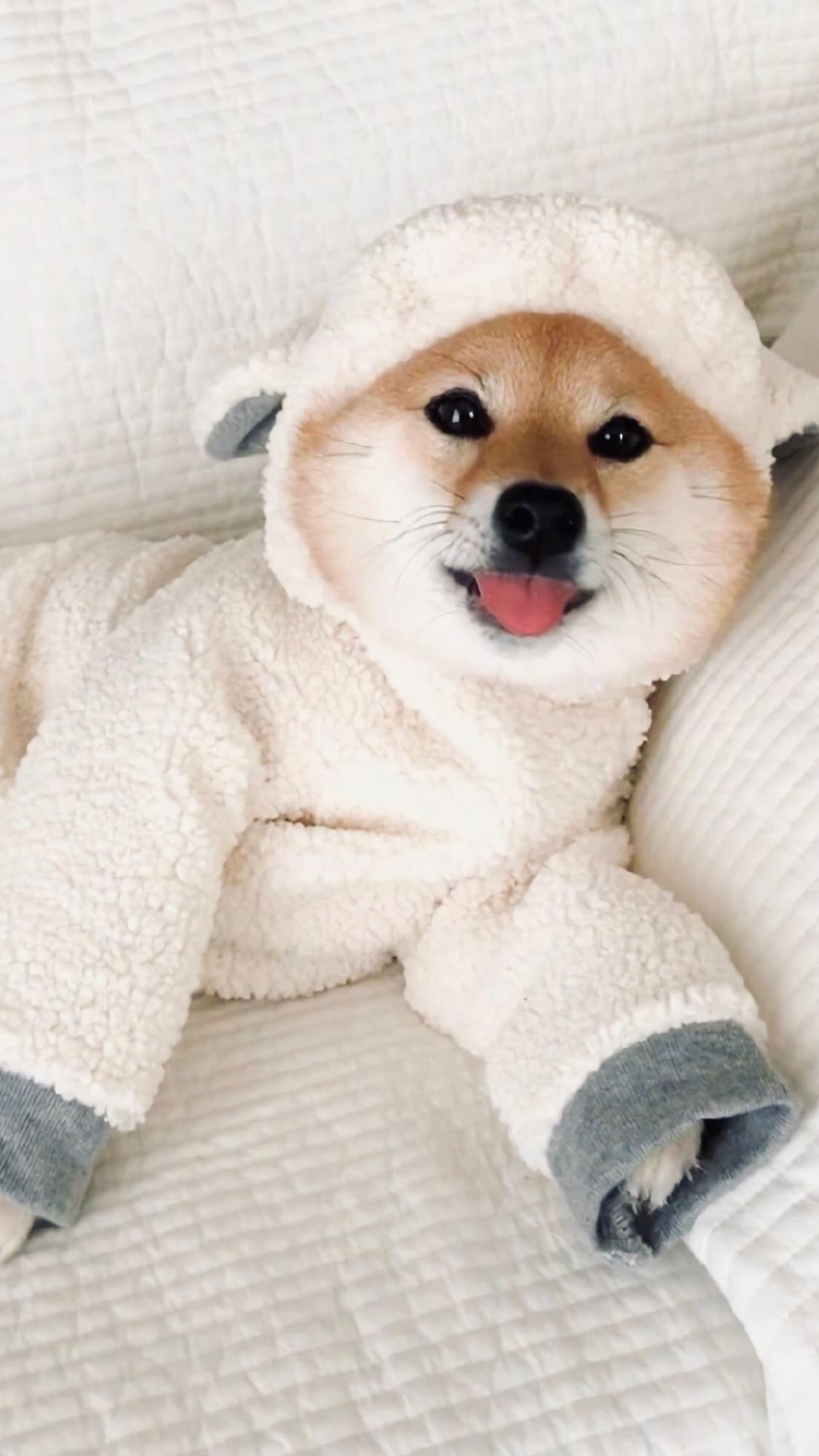 蠢萌可爱柴犬手机壁纸