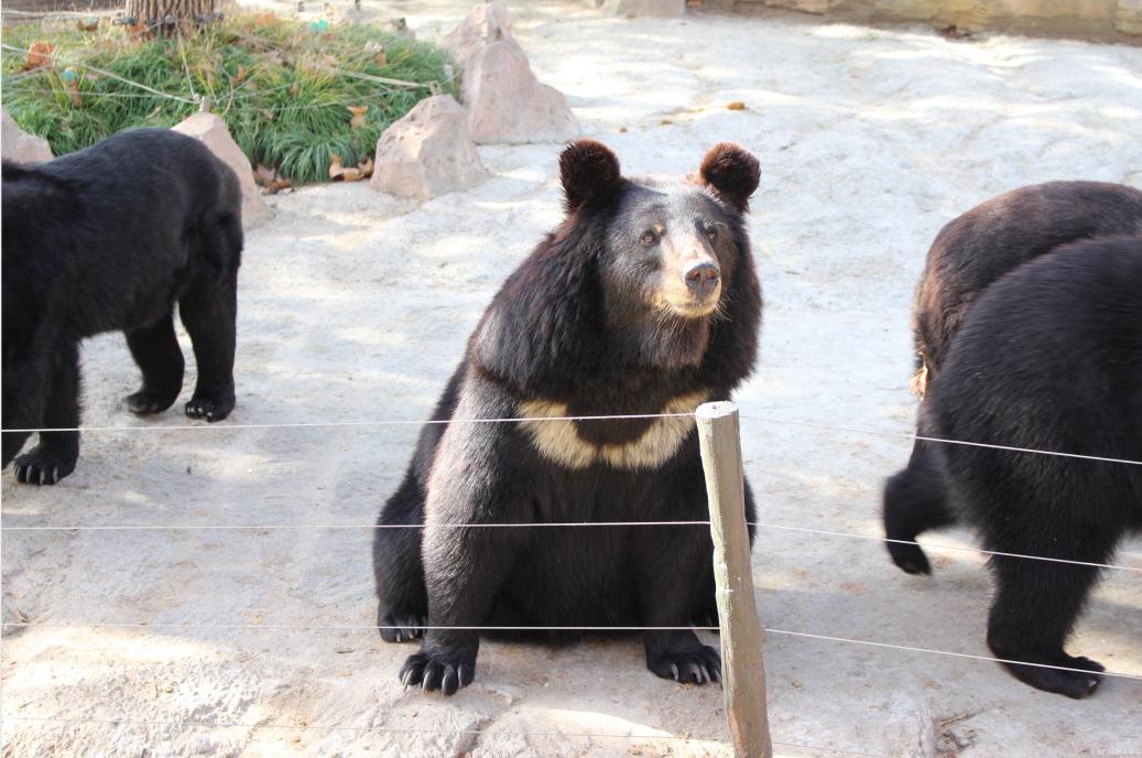 随拍自拍上海野生动物园之黑熊篇