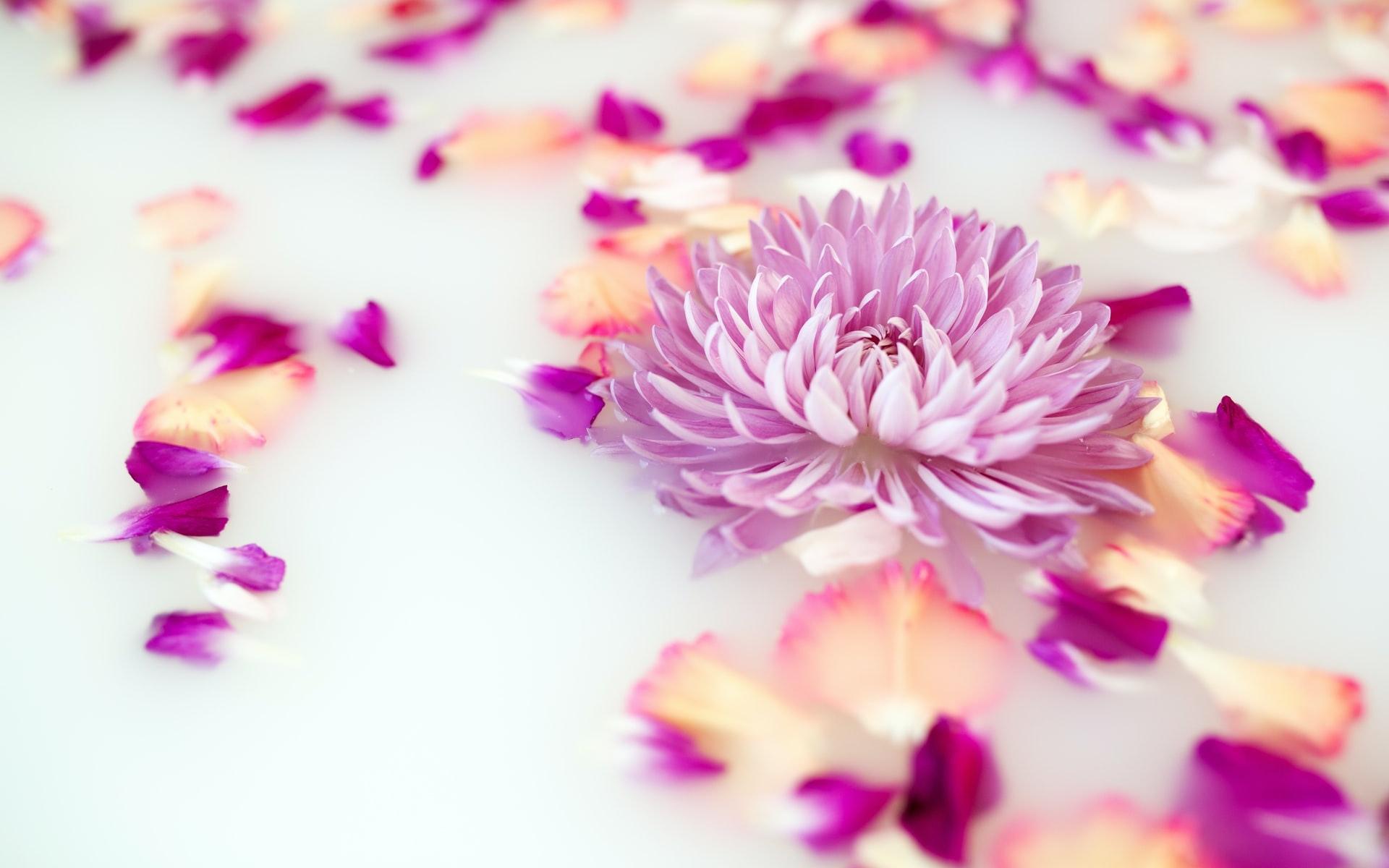 小清新花瓣唯美图片桌面壁纸