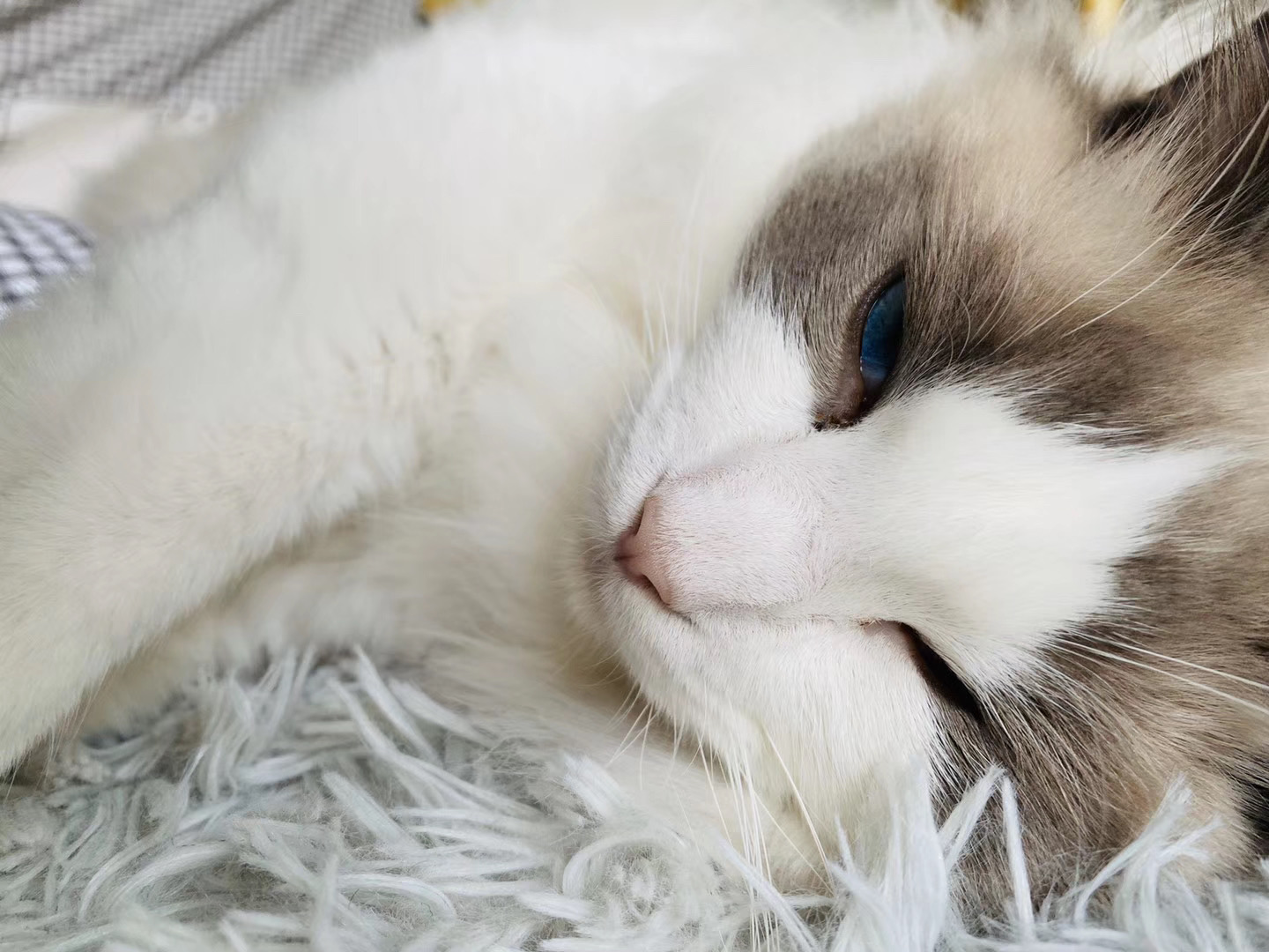 【随拍】本喵最美