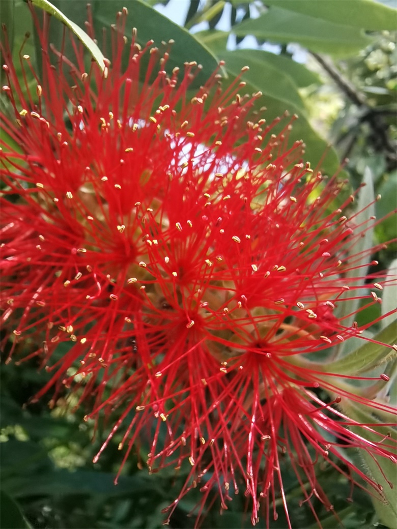 随拍 相思花 随拍 相思花