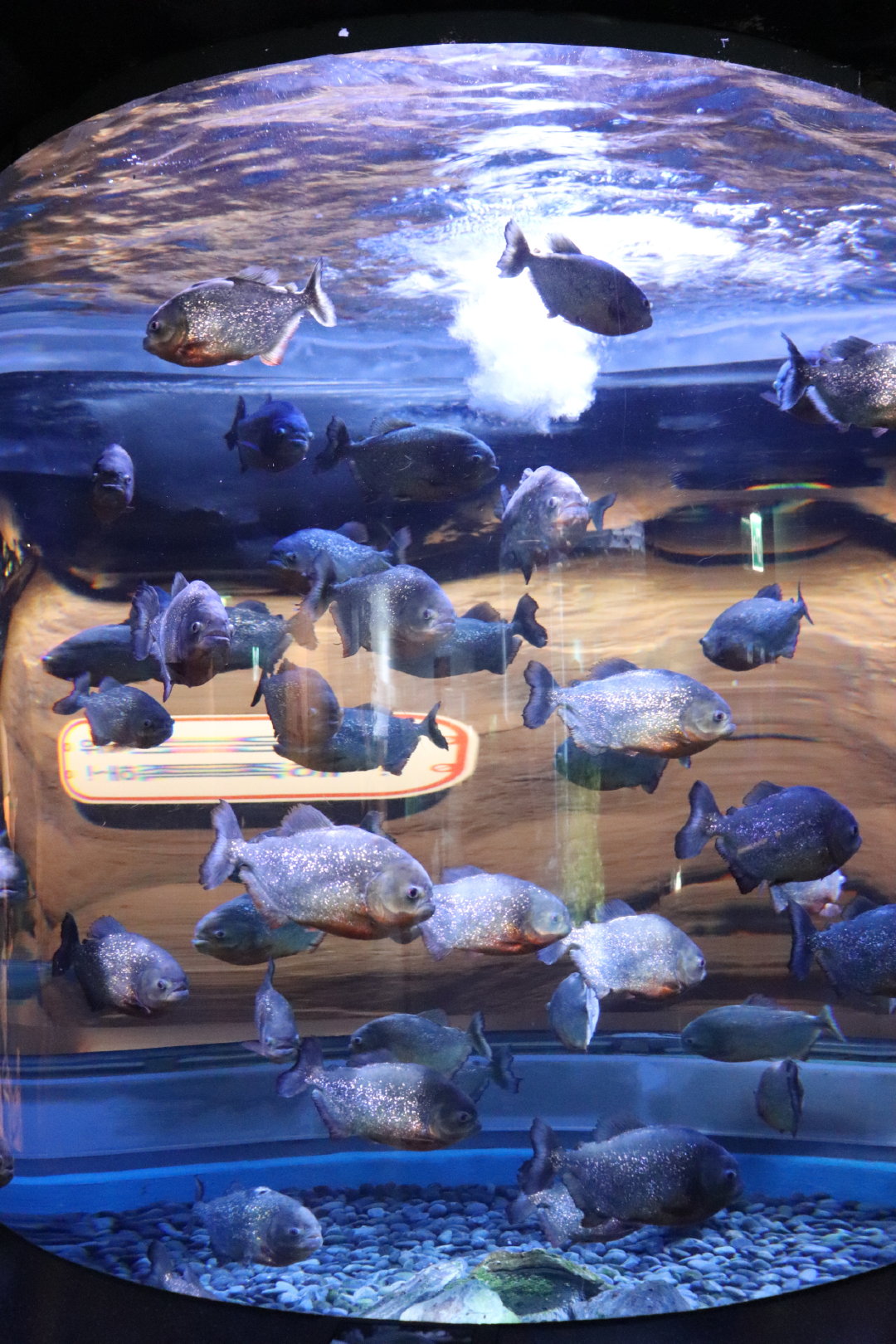 奥比岛水族馆配鱼图片