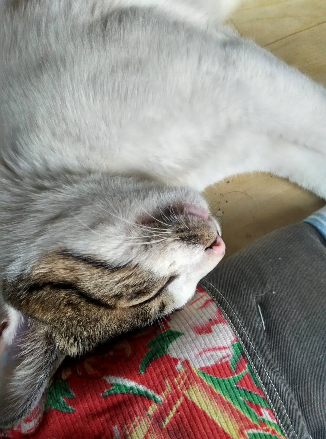 随拍 熟睡的小猫猫