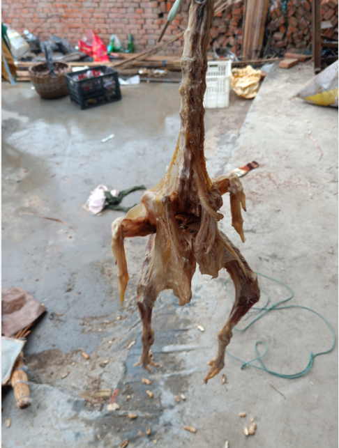 【随拍】鸡骨架