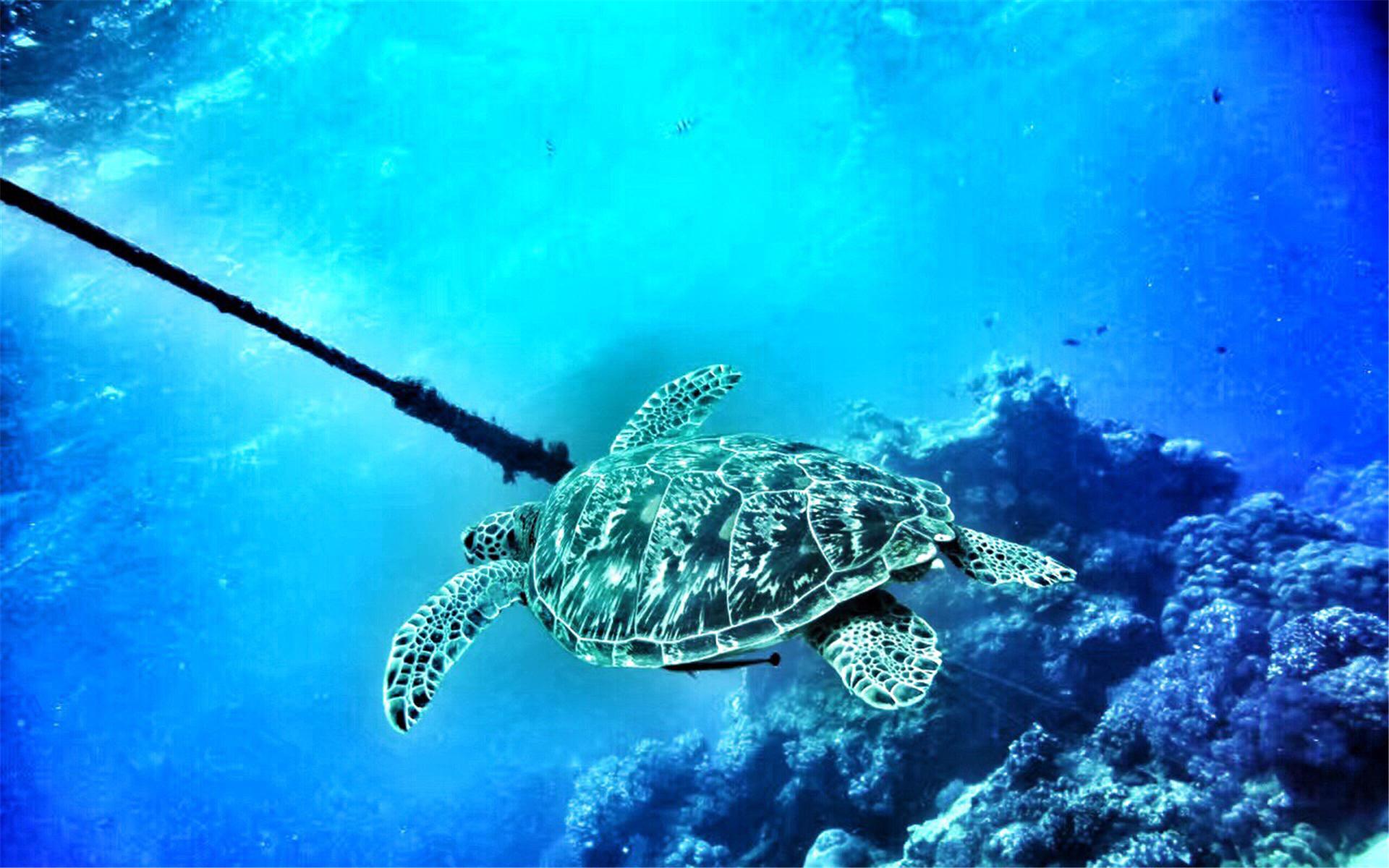 海底世界桌面壁纸