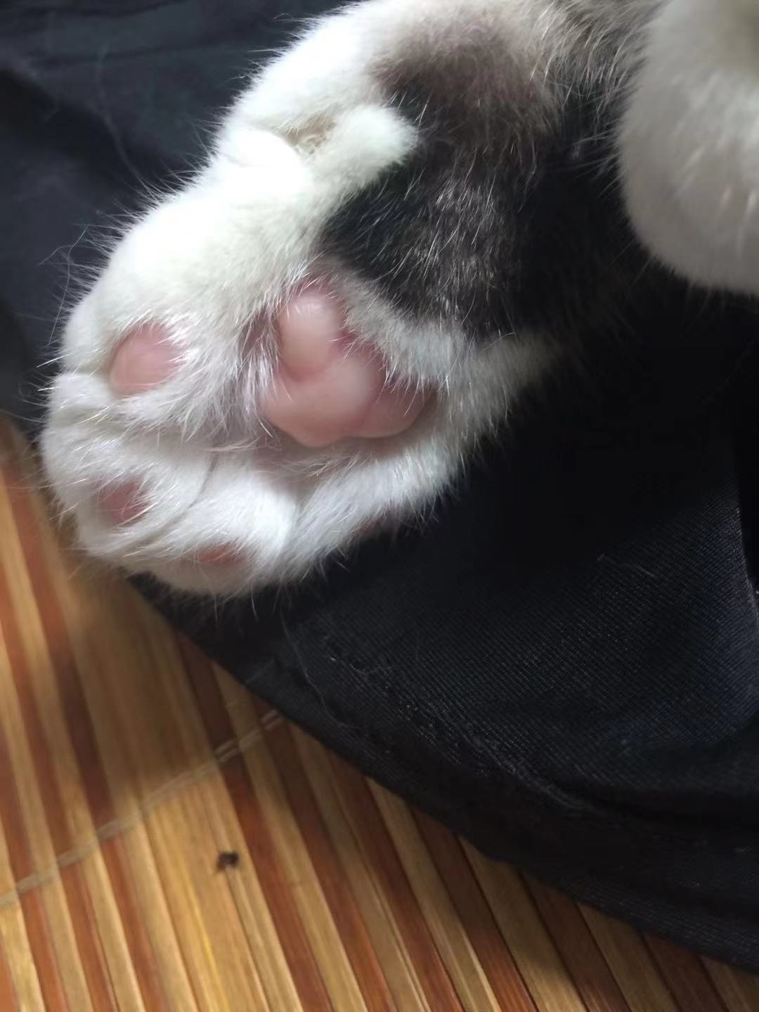 【随拍】今日猫咪小肉垫