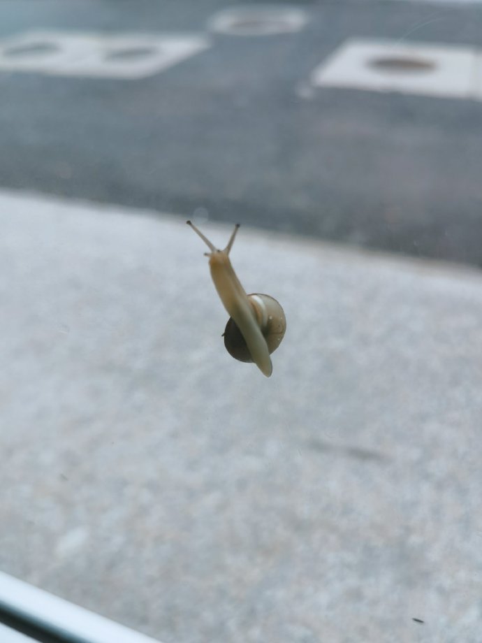 随想:下雨天窗台玻璃上粘着一只可爱的小蜗牛