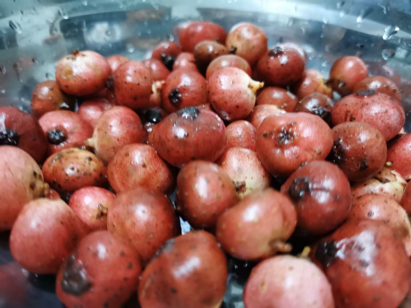 【随拍】地瓜儿