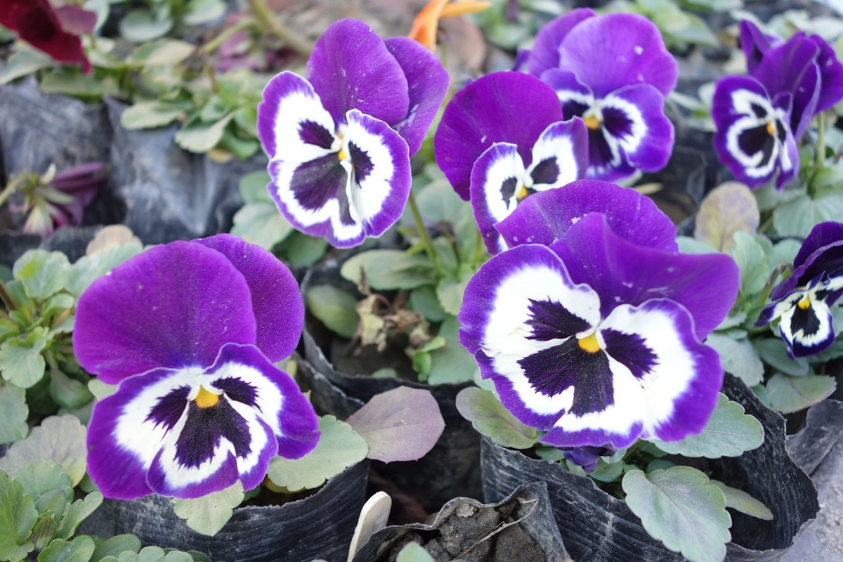 蝴蝶花手机壁纸