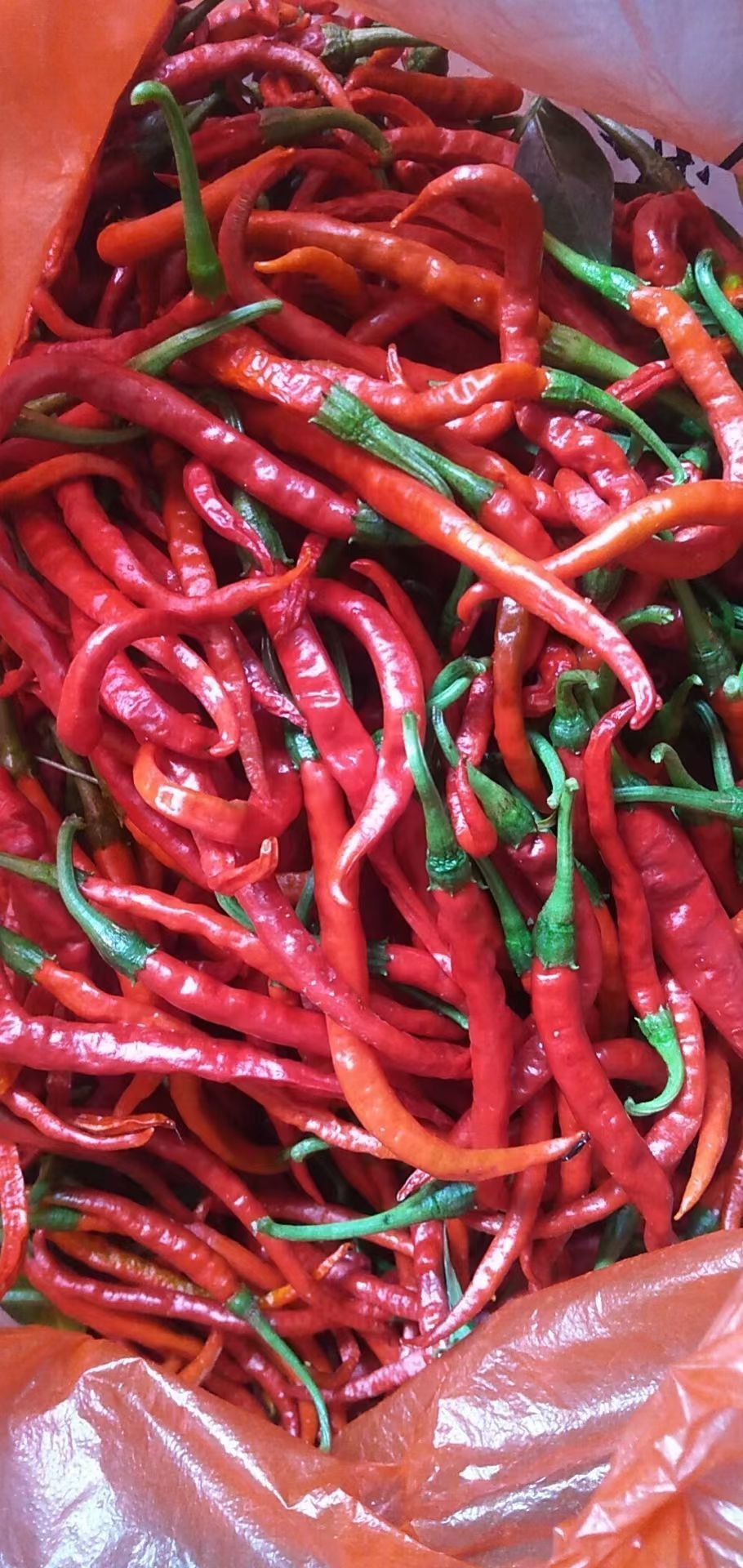 随拍辣椒
