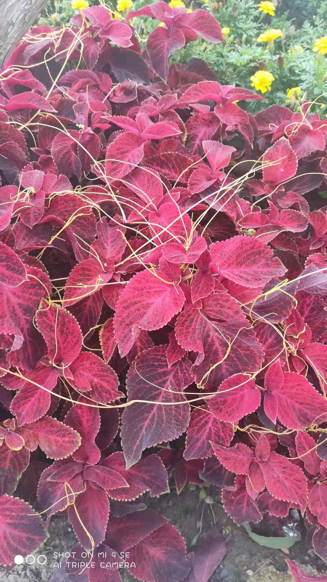 随想:彩叶草开始授粉了.冷不丁看还挺吓人的.