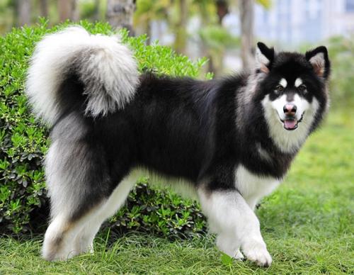狗狗图片阿拉斯加犬