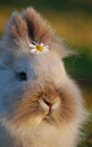 可爱的小兔子图片卖萌图片