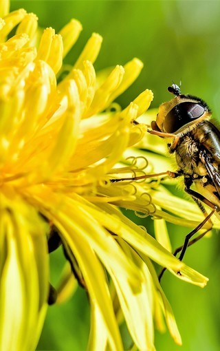 蜜蜂与花高清微距手机壁纸