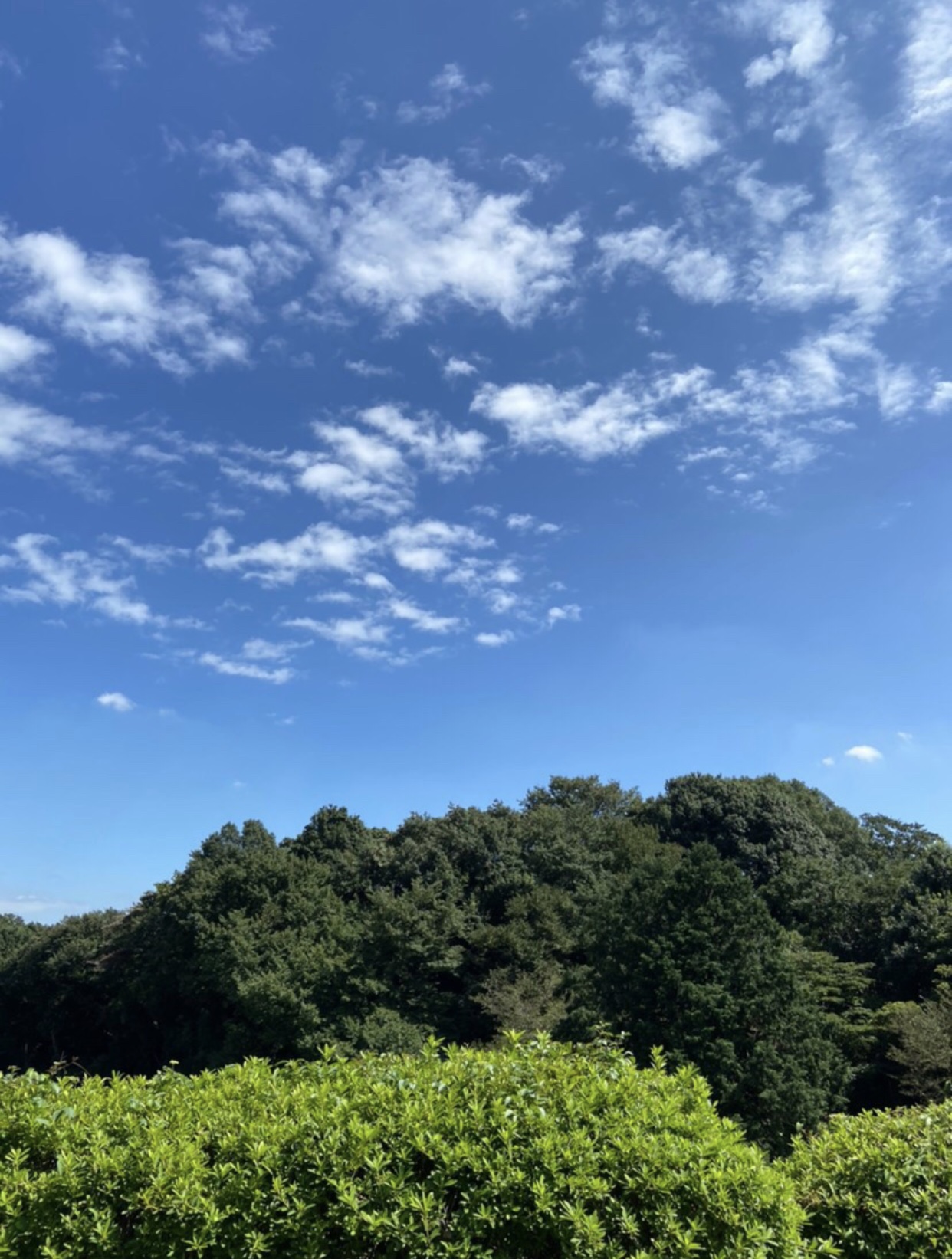 随拍今天天气不错