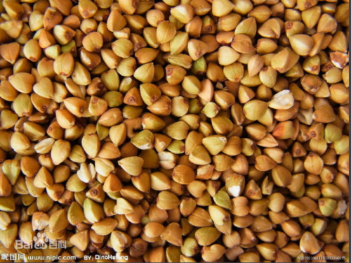 助濒危野荞摆脱危机- 中国生物多样性保护与绿色发展基金会